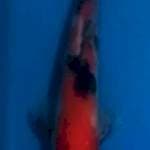 kohaku sanke 23 male