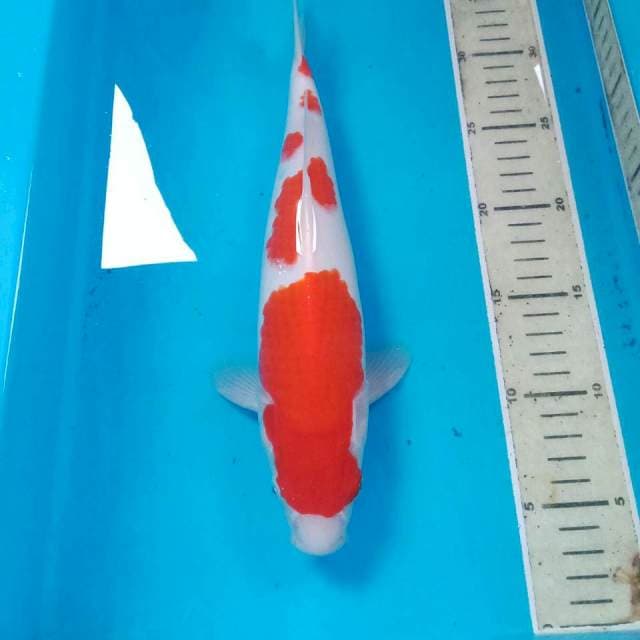 Kohaku, male 31 cm