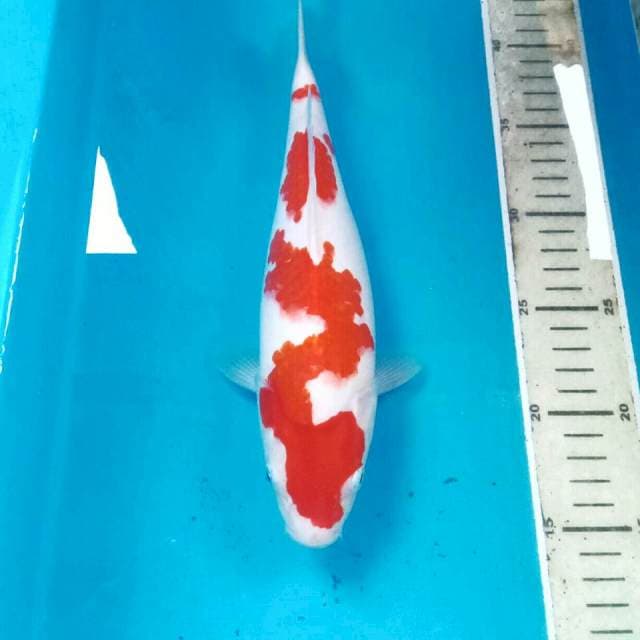 Kohaku, 27 cm