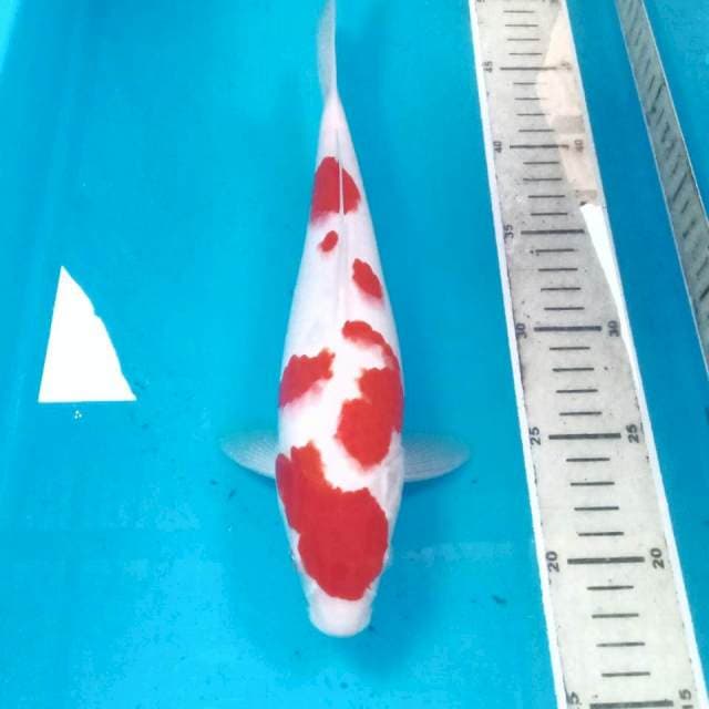 Kohaku, 27 cm 