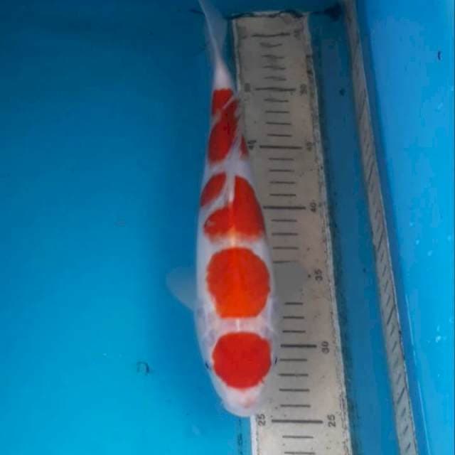 Maruten 32 cm