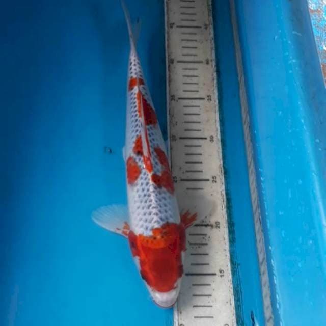 Goshiki 33 cm Male