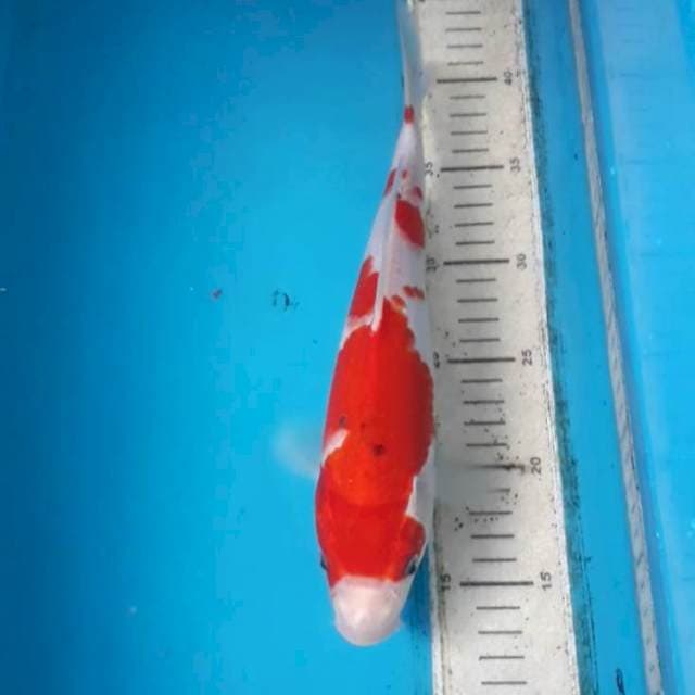 Sanke 28 cm