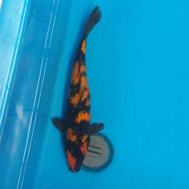 Hi utshuri jumbo