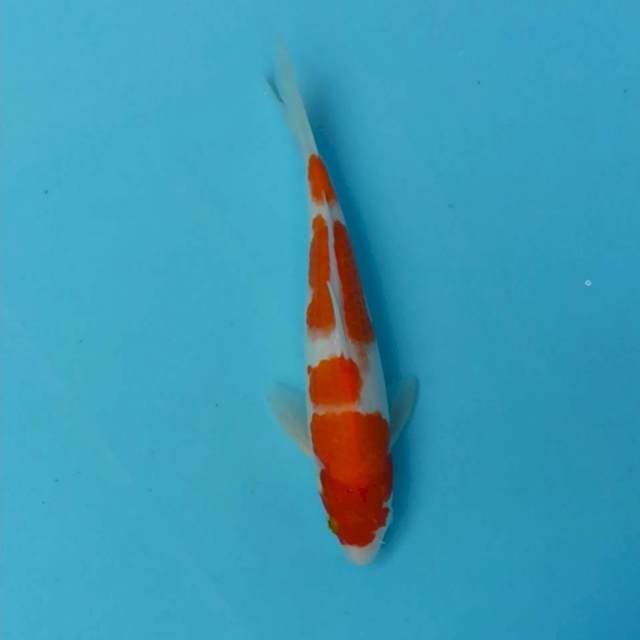 Kohaku