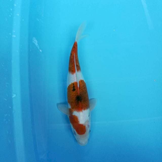 Goromo