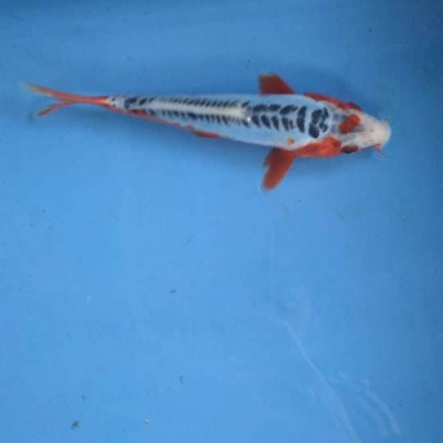 Sushui 15cm