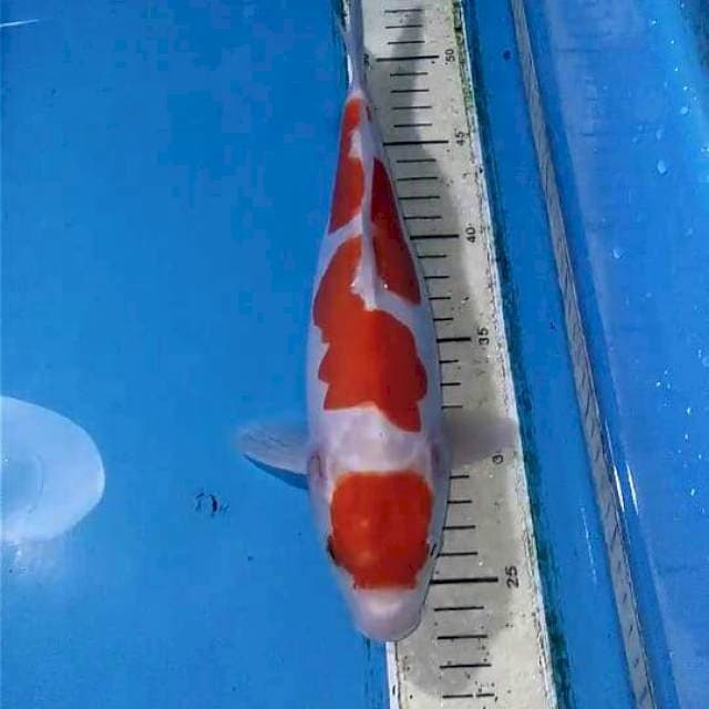 Doitsu Kohaku 30cm (cutting kering)