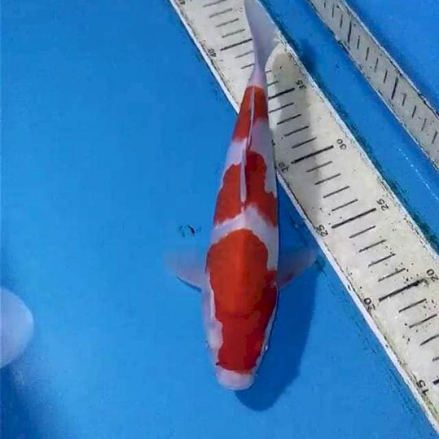 Kohaku 23cm