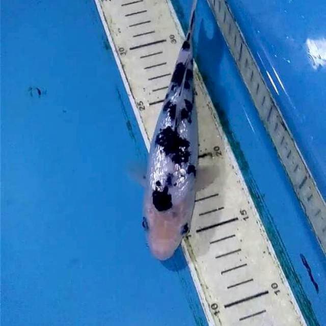 Ginrin Bekko 20cm