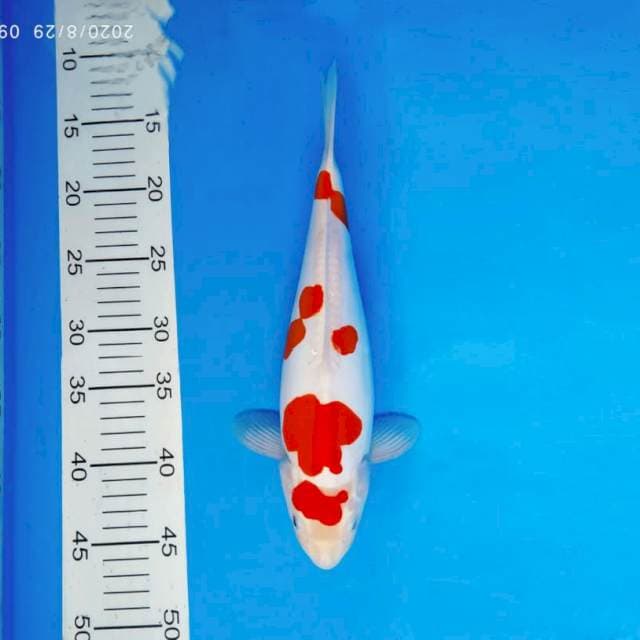MOSHI 5 ~ KOHAKU DOITSU ™