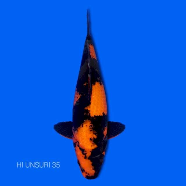 Hi utsuri