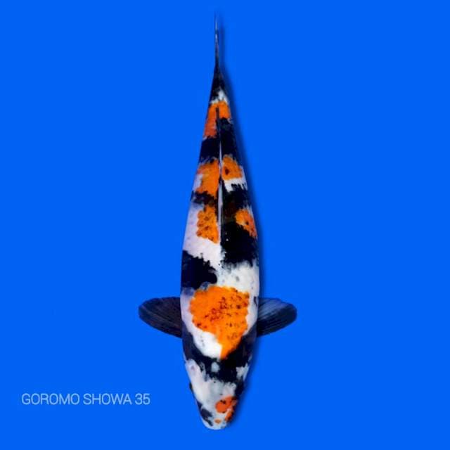 Showa goromo