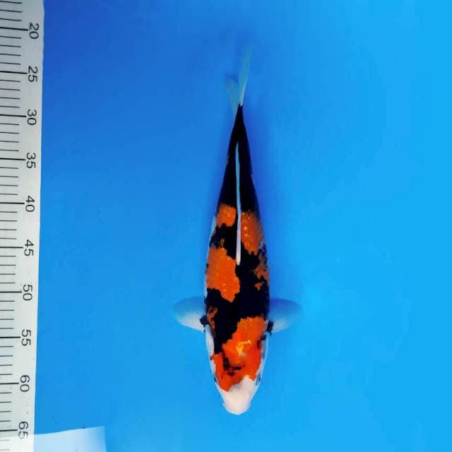 MOSHI 13 ~ SHOWA PROSPECT ™
