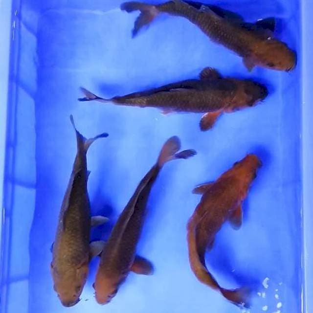 Mix 5 ekor Penjinak Kolam # 27-28cm