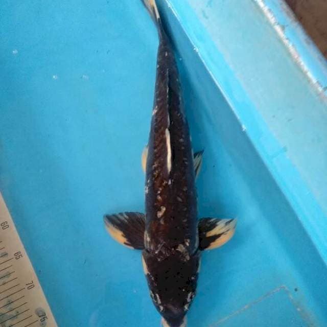 Benikumonryu Ogata 56cm Male