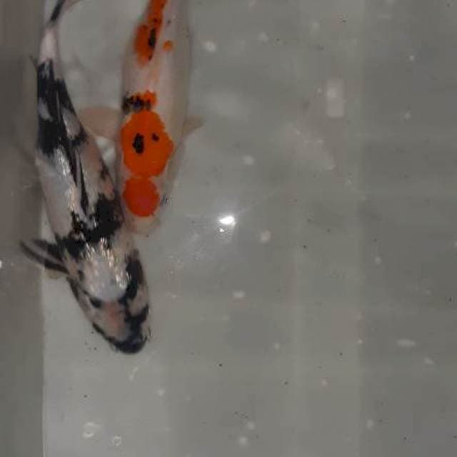 Mix koi shiro sanke