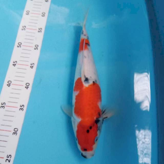 Showa tategoi 33cm