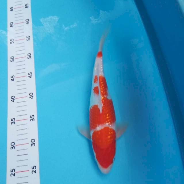 Kohaku ginrin 31cm