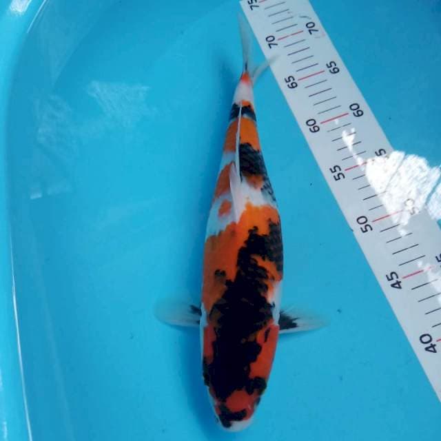 Showa 35cm