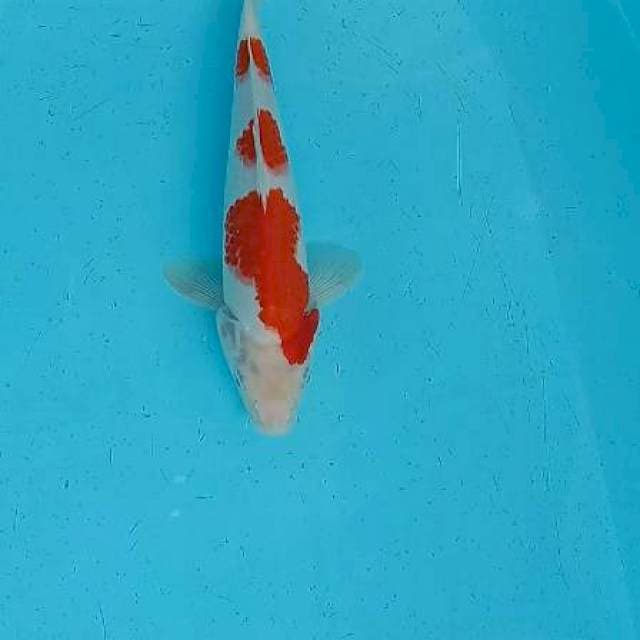 Kohaku 3step 28cm