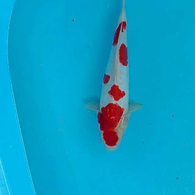 Kohaku doit 30cm