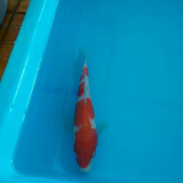 Kohaku