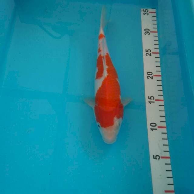 Kohaku