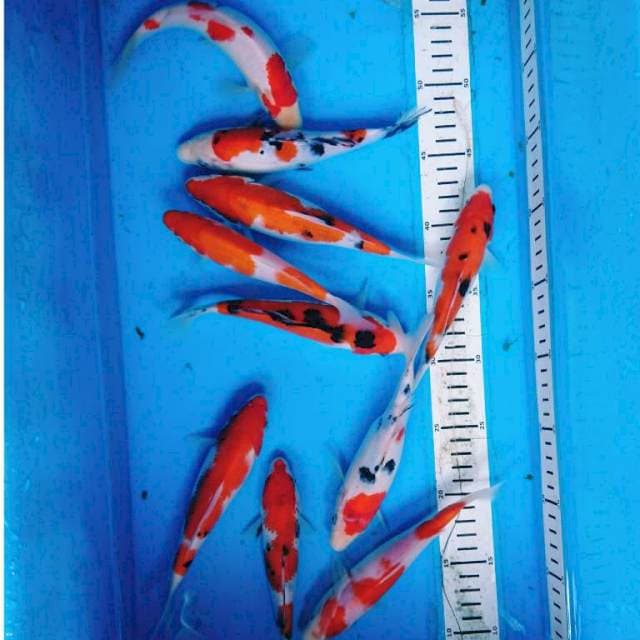 PAKET KOHAKU SANKE (10 ekor )