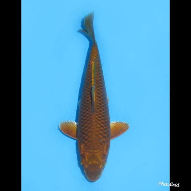 29cm , Chagoi Tembaga Bersih