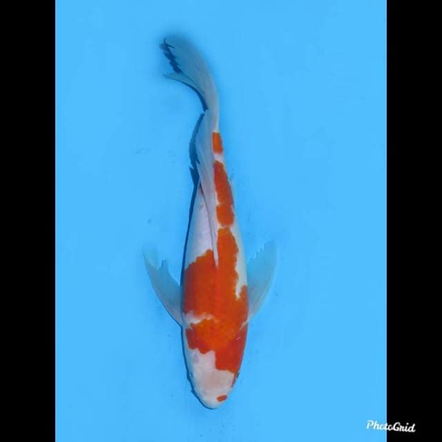 34cm , Kumpay Kohaku 