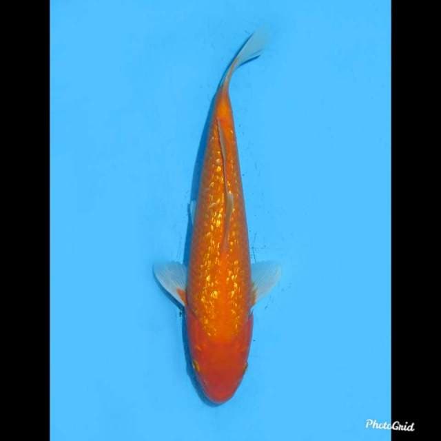 26cm , Aka Hajiro Ginrin