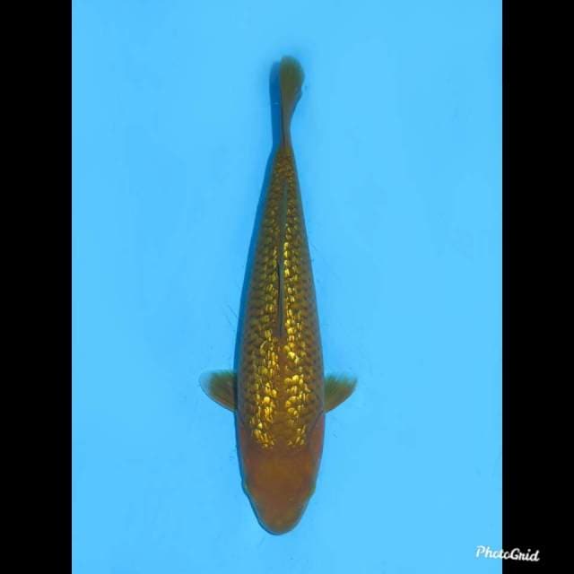 29cm , Midori Ginrin , No bocor