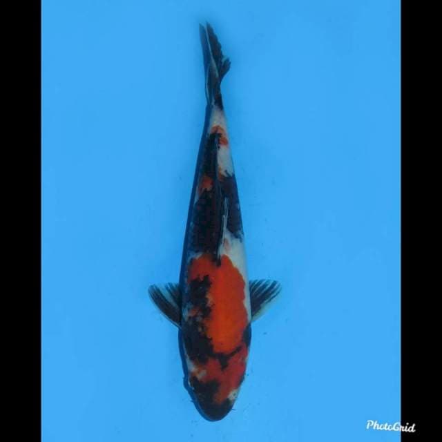 28cm , Red Showa F1