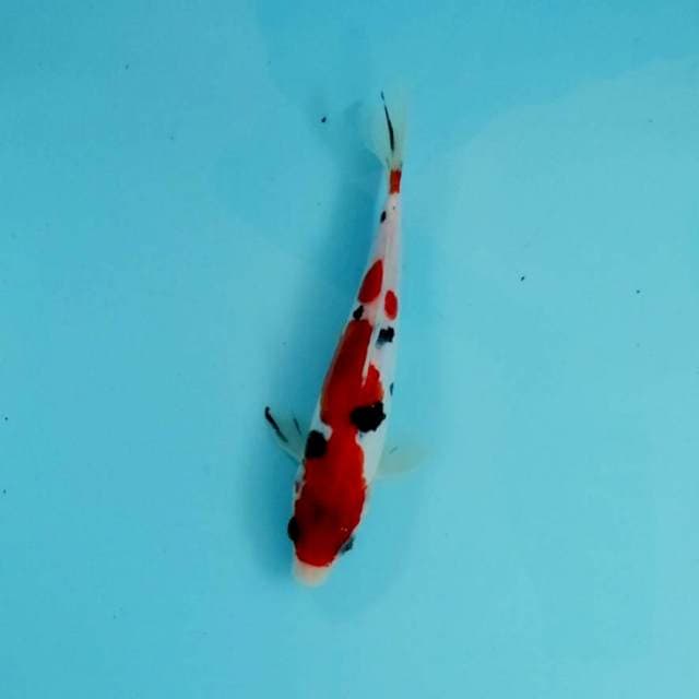 Sanke doitsu 20cm