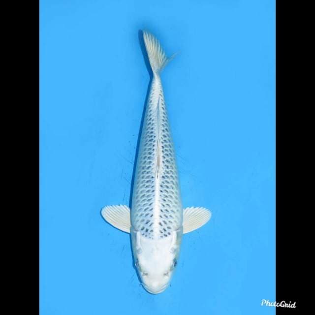 36cm , Gin Mastuba Bersih