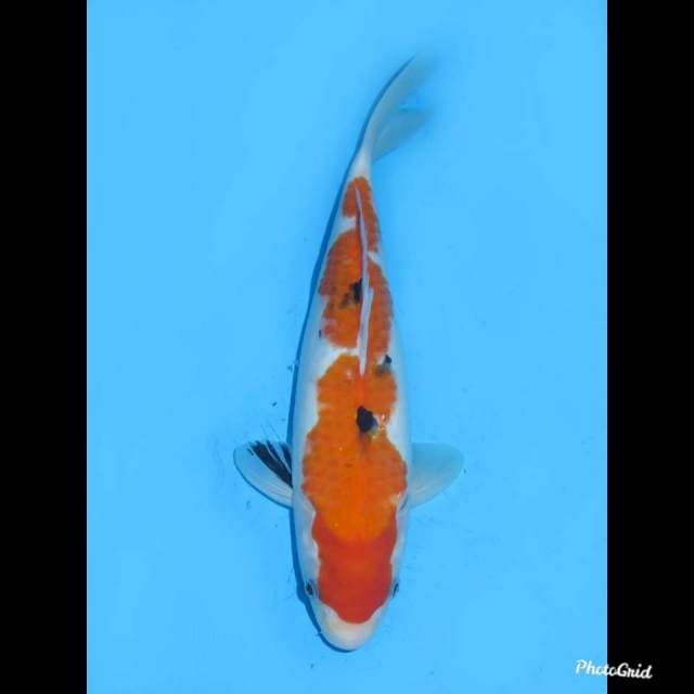 34cm , Taisho Sanke Inazuma