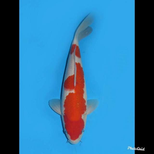 34cm ,Red Nidan Kohaku