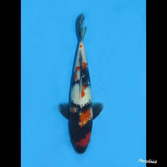 30cm , Red Showa F1
