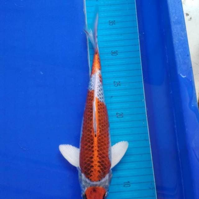 Maruten kujaku