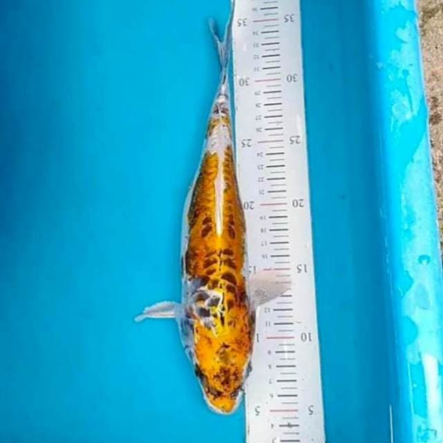Kiko 32cm