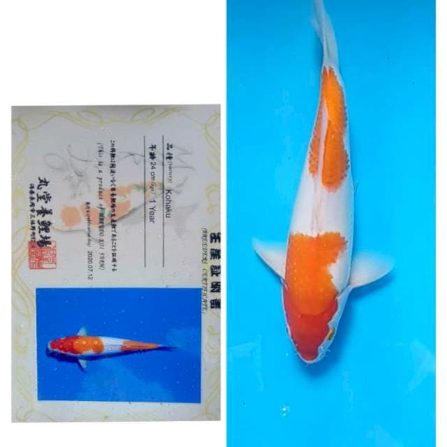 Kohaku Serti Marudo 30bu