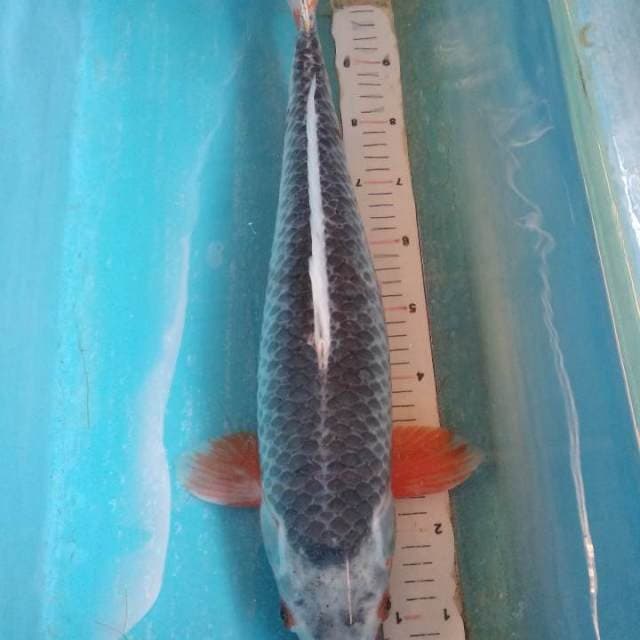 Indukan Asagi 50cm