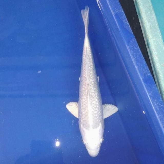 Platinum ginrin