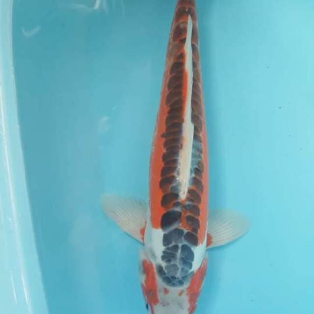 Shusui 44cm
