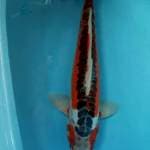 Shusui 44cm