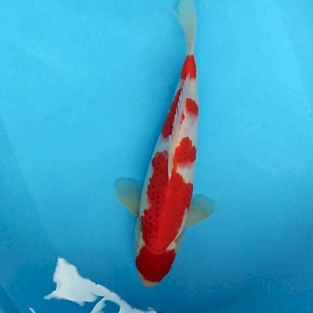 MALE KOHAKU 35cm 🌹original