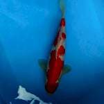 MALE KOHAKU 35cm 🌹original