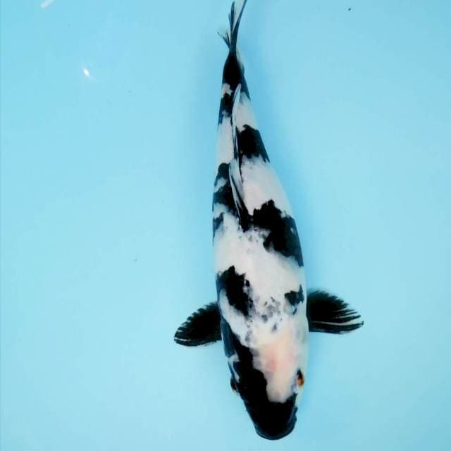 Shiro bulki 25 cm