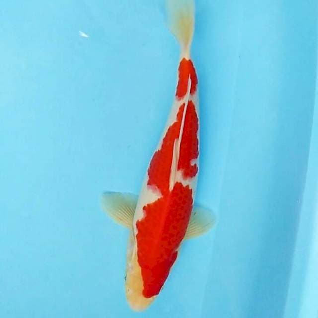 MALE 30cm Kohaku 🌹ori